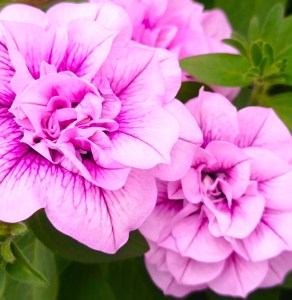 pink purple